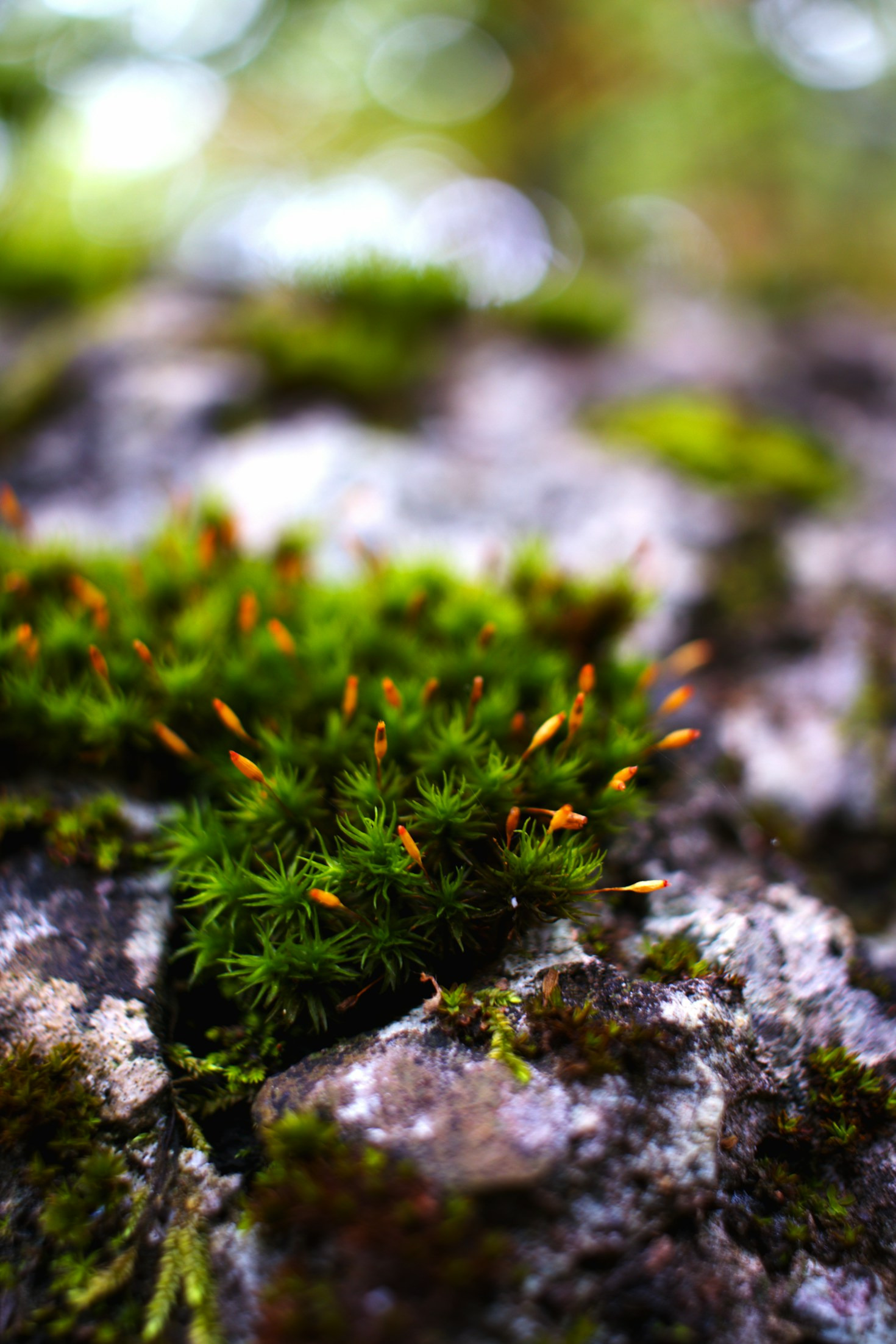 5 Ways to Reconnect with Nature Through Ancestral Wisdom