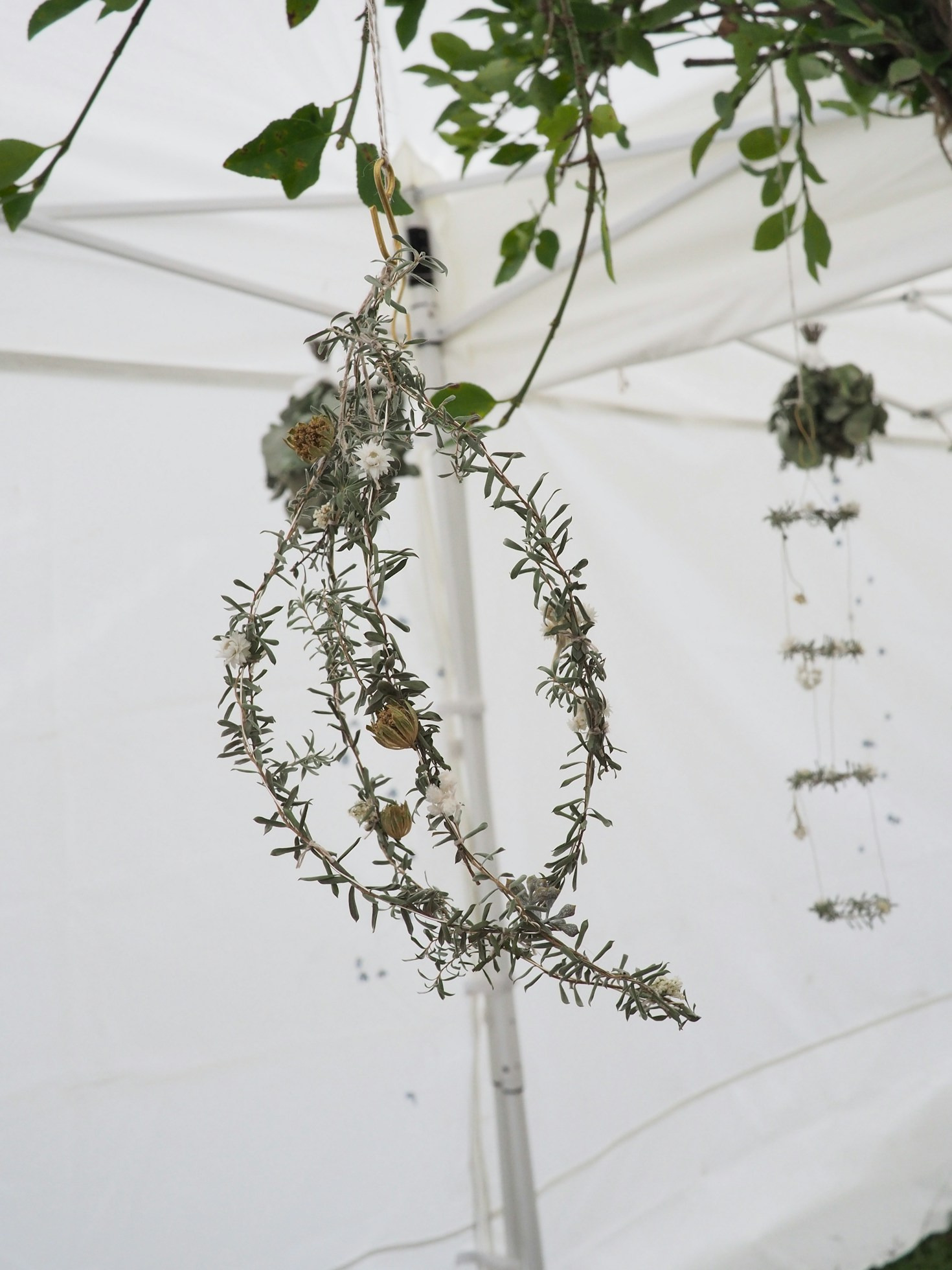 Creating a Greener Tomorrow: Lessons from Moss & Compass
