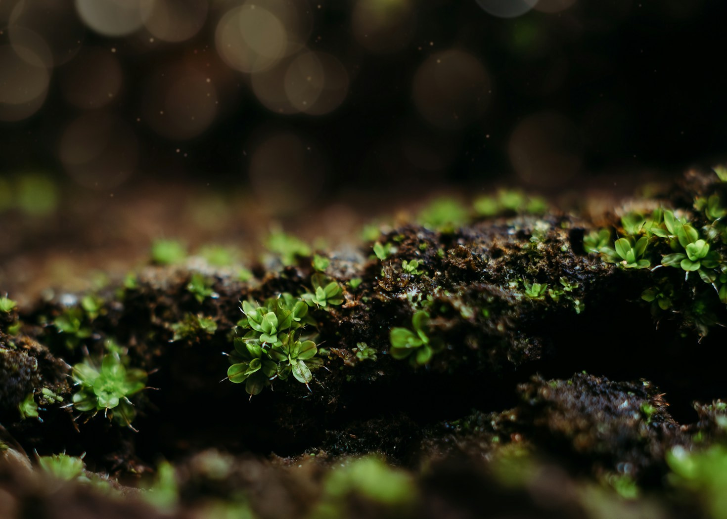 The Green Pact: Ancestral Ethics in a Modern Wild